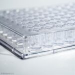 Biosigma piastra 96 pozzetti polistirene trasparente sterile