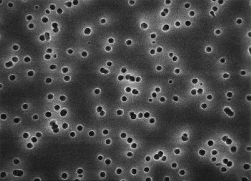 Biosigma 036164 membrana filtrante policarbonato 5µm 100 pezzi
